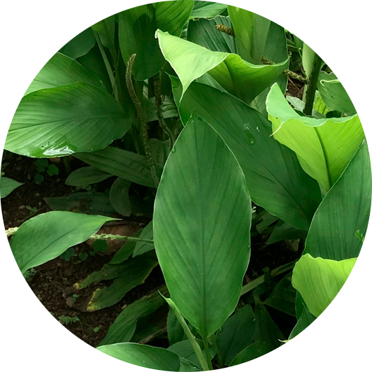 D-Ribose
